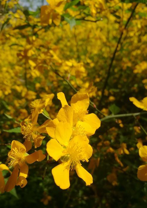 棣棠花的花语与意义（探寻棣棠花的神秘之美）