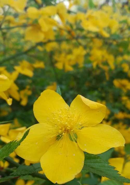 探寻棣棠花的神秘花语（揭开棣棠花背后的意义与传说）