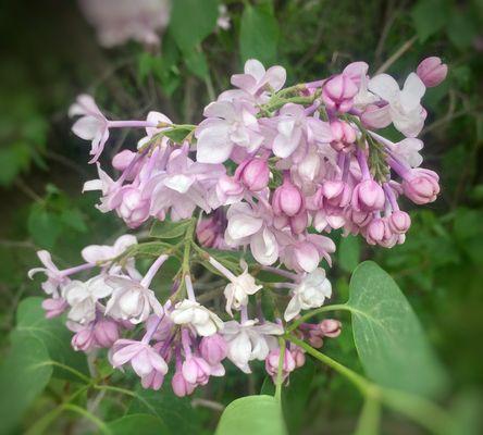 丁香花（用香气渗透心间的悸动）