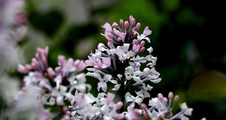 丁香花语-美丽而神秘的花朵（丁香）