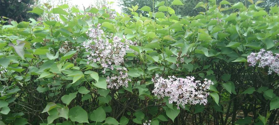 丁香花语与传说（花开花谢的寓意与人生哲理）