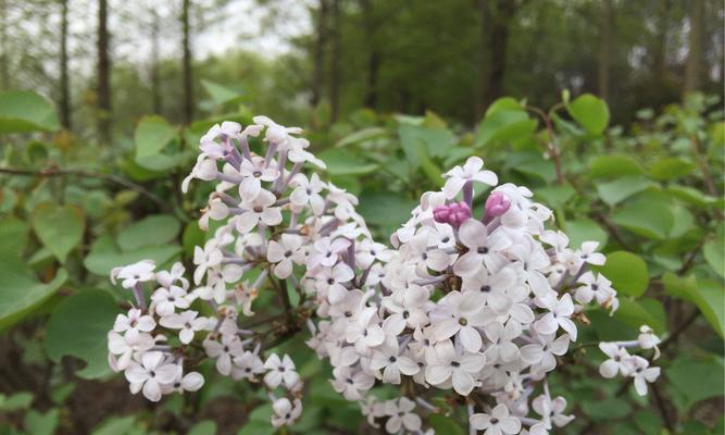 丁香花语与传说（花开花谢的寓意与人生哲理）