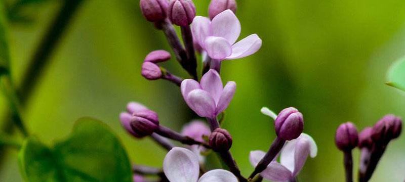 丁香花的花语与寓意（传递爱意的丁香花）