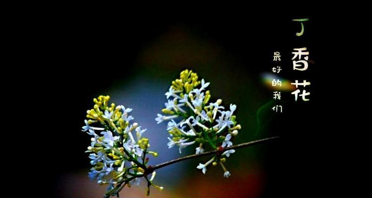 丁香花的花语与寓意（传递爱意的丁香花）