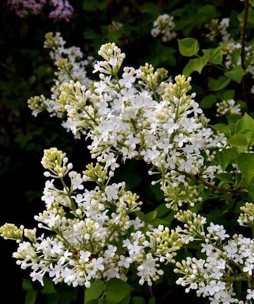 丁香花的代表意思与象征（解读丁香花的深层意义）