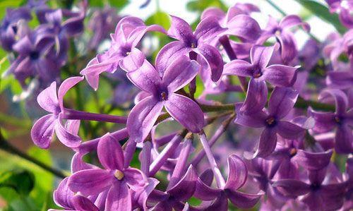 丁香花的花语与象征意义（传递爱意与希望的丁香花）