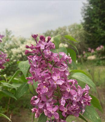 丁香花语，寄托爱的思念（用花言巧语传递真挚情感）