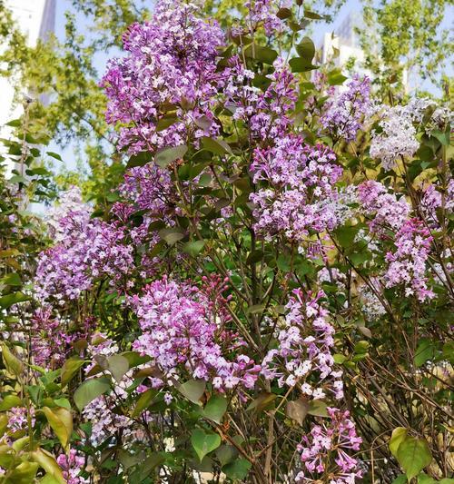 丁香花语，寄托爱的思念（用花言巧语传递真挚情感）