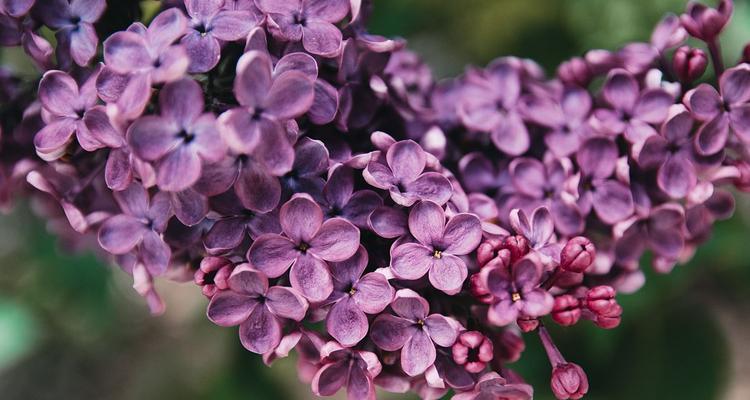 丁香花的寓意与意义（探寻丁香花开放的秘密）