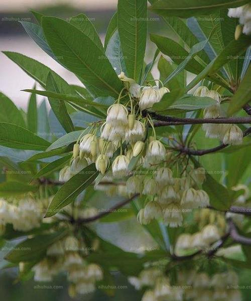 杜英花（探索杜英花的花语及其象征意义）