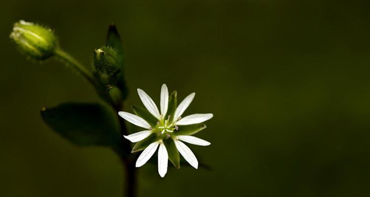 繁缕花的花语与代表意义（揭秘繁缕花背后的神秘象征）