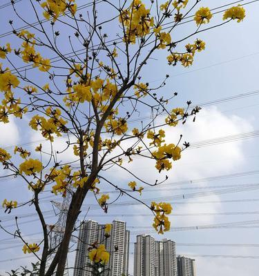 风铃花（探索风铃花的神秘魅力）