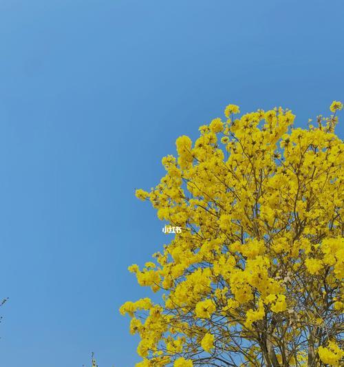 风铃花（揭开风铃花的神秘面纱）