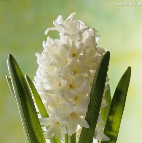 风信子花语（以各色风信子的花语诠释爱情）