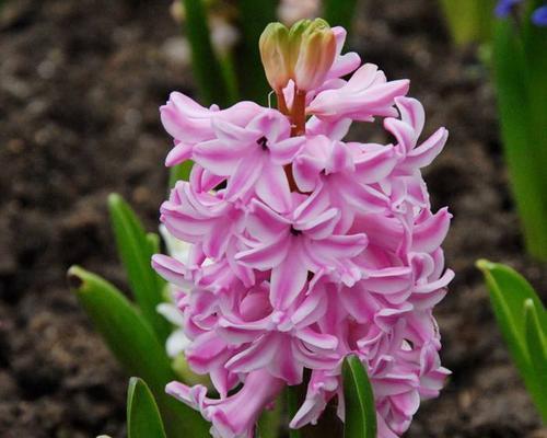 风信子花语（以各色风信子的花语诠释爱情）