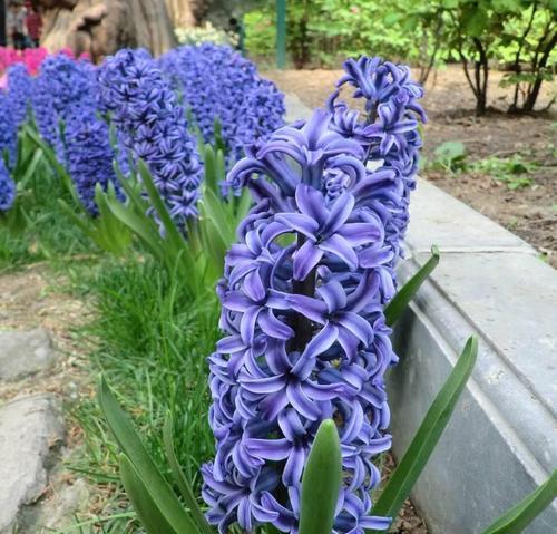 花开花谢，花语无言——解读茉莉花、栀子花和风信子花的花语（三种美丽的花朵）