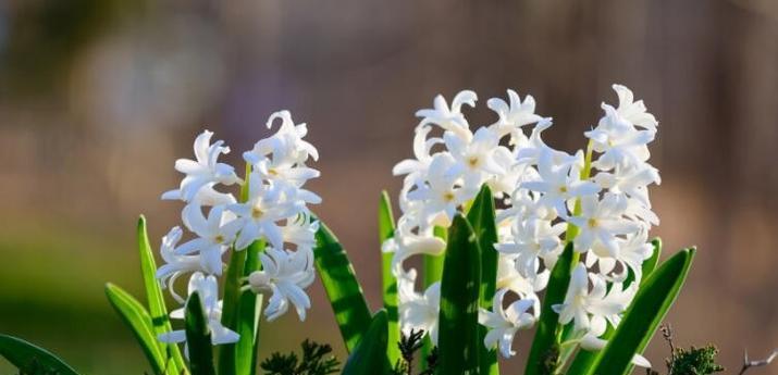 风信子花语及传说故事（倾听花开的秘密）