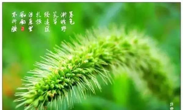 狗尾巴草花语之美（探索狗尾巴草花语的深刻含义）