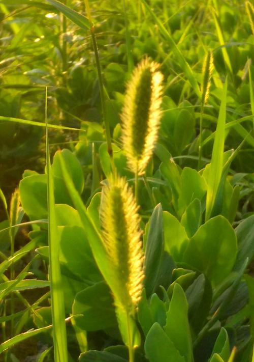 狗尾巴草花语之美（探索狗尾巴草花语的深刻含义）