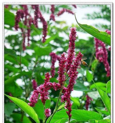 狗尾巴花的花语（揭秘狗尾巴花的含义和传说）