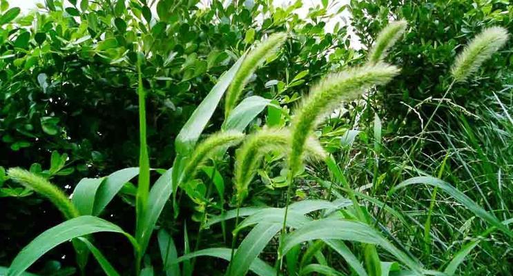 狗尾草花语的奥秘（揭开狗尾草花语的神秘面纱）