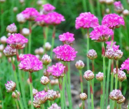 以海石竹的花语为主题的文章（海石竹的花语传递生活的美好）