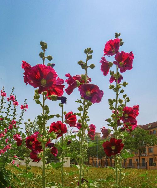 海桐花花语-传递爱与美的使者（用爱点亮生命）