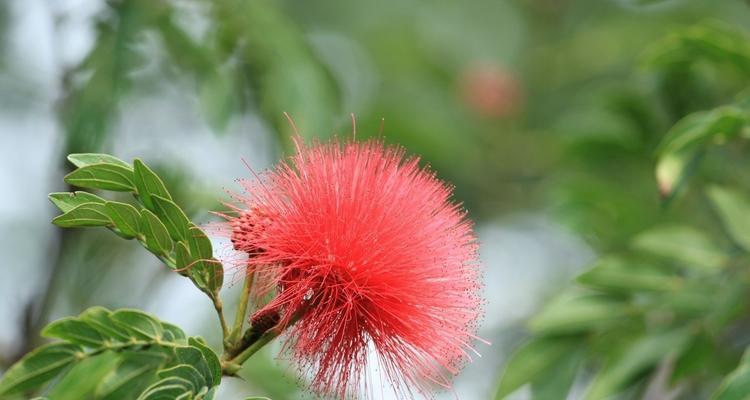 合欢花（合欢花的花语及其象征意义）