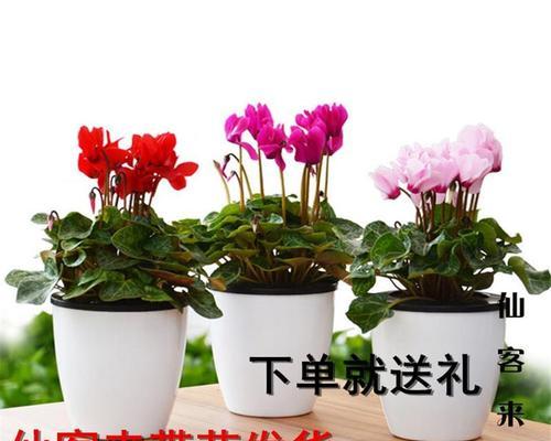 仙客来的种子怎么种植（仙客来的种植与栽培）