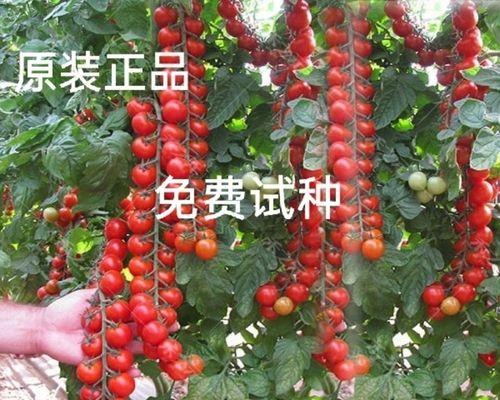 樱桃种子怎么种植（樱桃种子种植方法步骤）