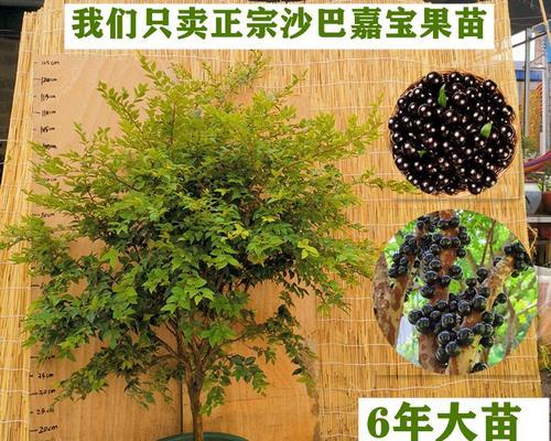 嘉宝果种植方法和技巧（嘉宝果种植条件与栽培技术）