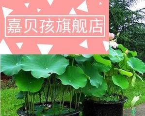 盆栽莲藕怎么种植（详解莲藕栽培与管理技术）