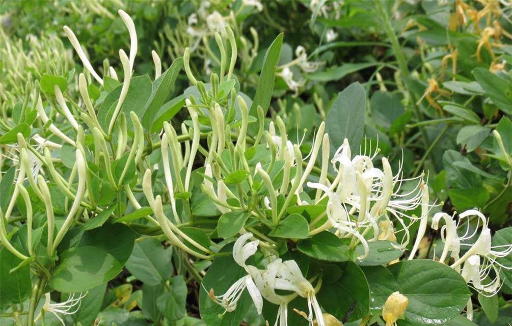 金银花新手如何种植（金银花种植技术与栽培）