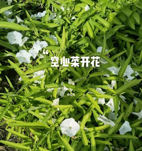 空心菜怎么种植（空心菜种植技术与管理）