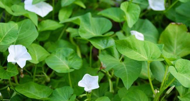 空心菜怎么种植（空心菜种植技术与管理）