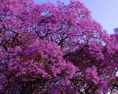 开紫色花的树有哪些（紫色花树大全介绍）