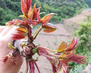 香椿种子什么时候种植（香椿树的种植方法和技术）