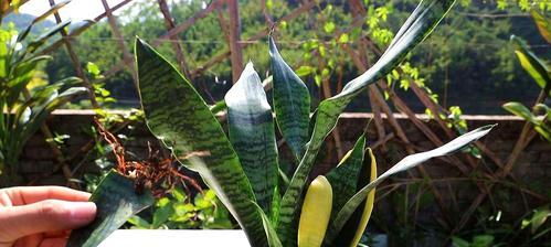 虎皮兰夏季如何浇水（夏季养护虎皮兰的技巧）