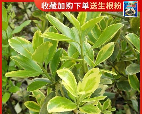 大叶黄杨叶是什么植物（有关大叶黄杨的养殖方法）