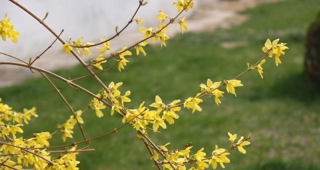 迎春花几月开花哪个季节（迎春花的花期时间）