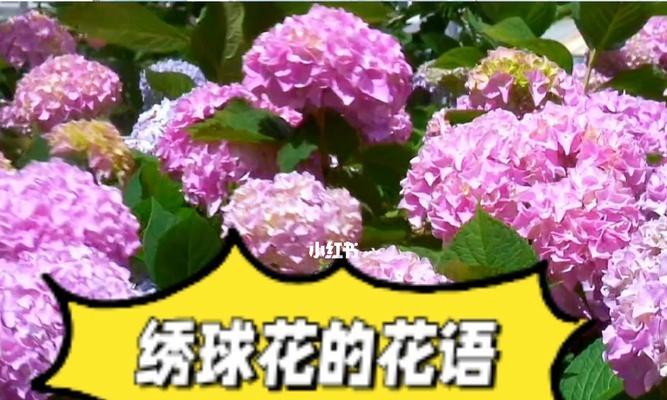 绣球花的花语与意义（以不同颜色绣球花为例）