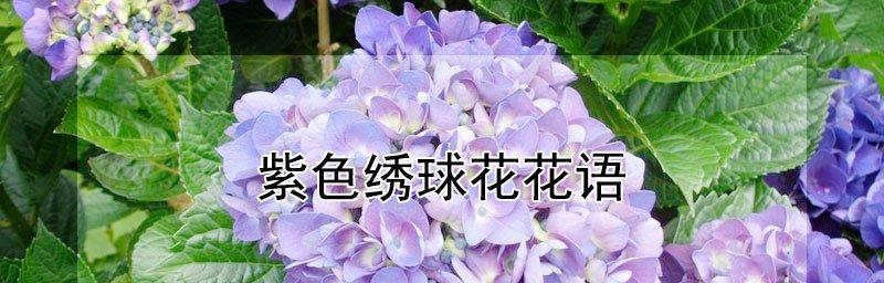 绣球花的花语与意义（以不同颜色绣球花为例）