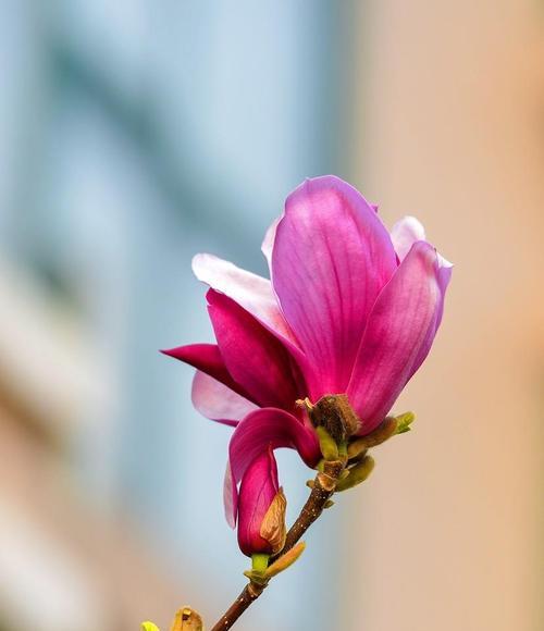 玉兰花的花语与意义（探索不同颜色玉兰花所代表的情感和象征）