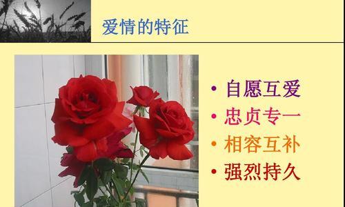 花的专一之爱——爱情的象征（以玫瑰为代表的花朵）