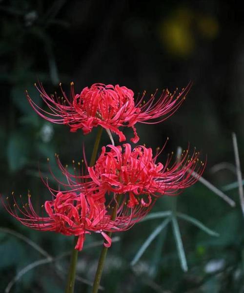 恶魔之花（揭开恶魔之花的神秘面纱）