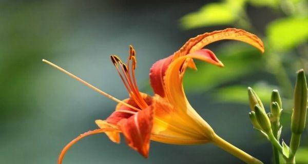 探索萱草的花语和寓意（探索萱草的美丽与深意）