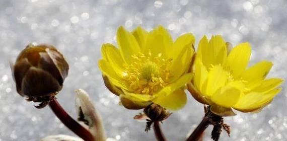 雪莲花的花语及其意义（探索雪莲花花语的深层内涵）