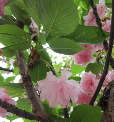 樱花花语的象征寓意（探寻樱花花语的美妙含义）