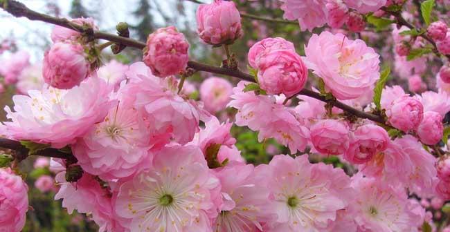 榆叶梅花语——传承千年的美丽与寓意（凝结情思）