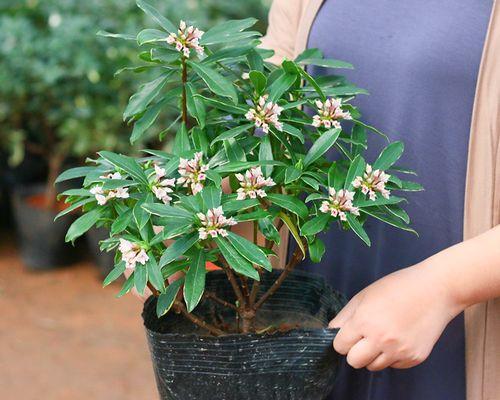 什么花冬天开花还好养（适合室内养的花）